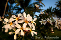 Plumería, las flores más famosas de Hawai.
